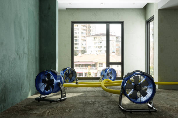 Best Carpet water damage restoration  in Chisago City, MN